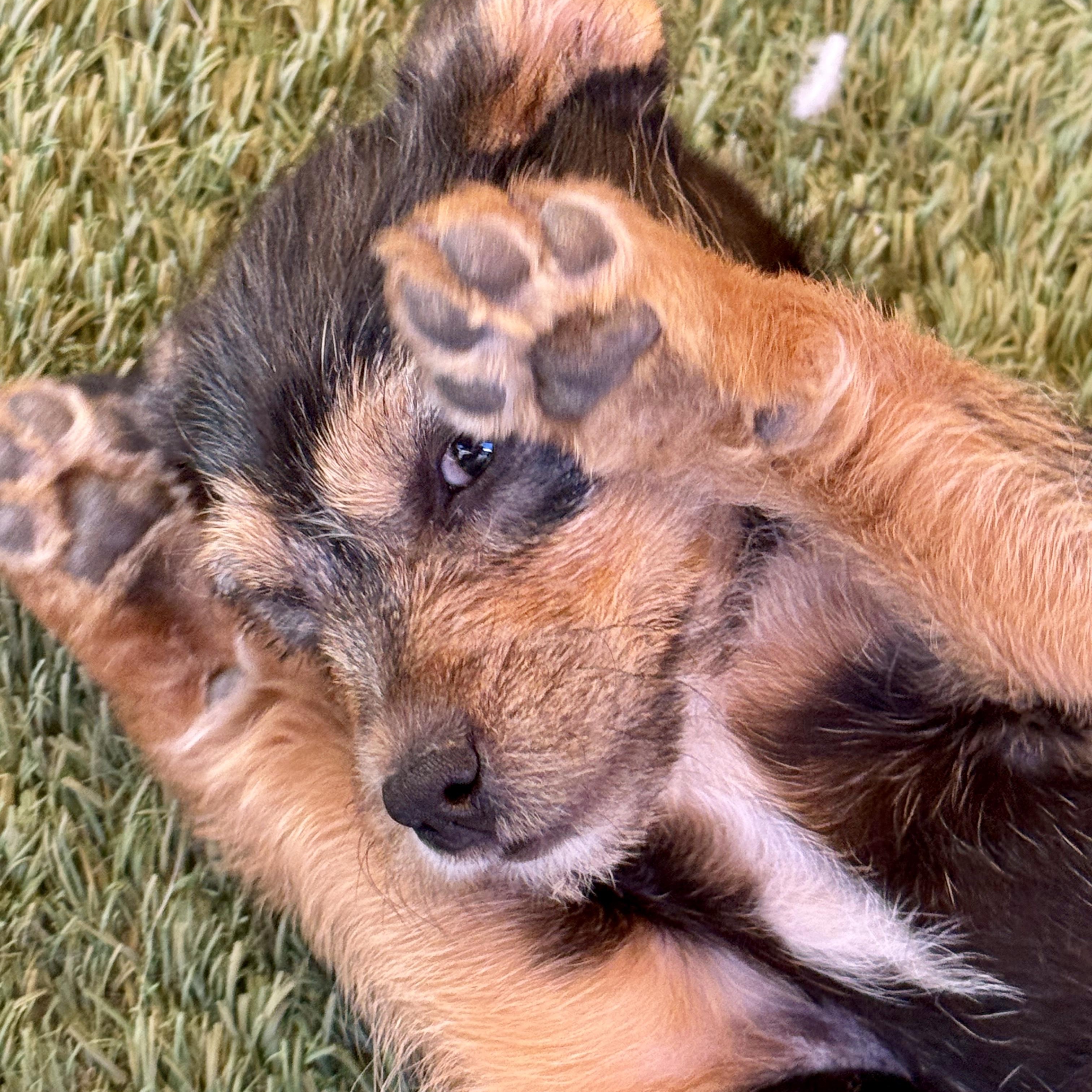 Enlarge Hershey, an adoptable mixed breed in modesto, CA image 1/5