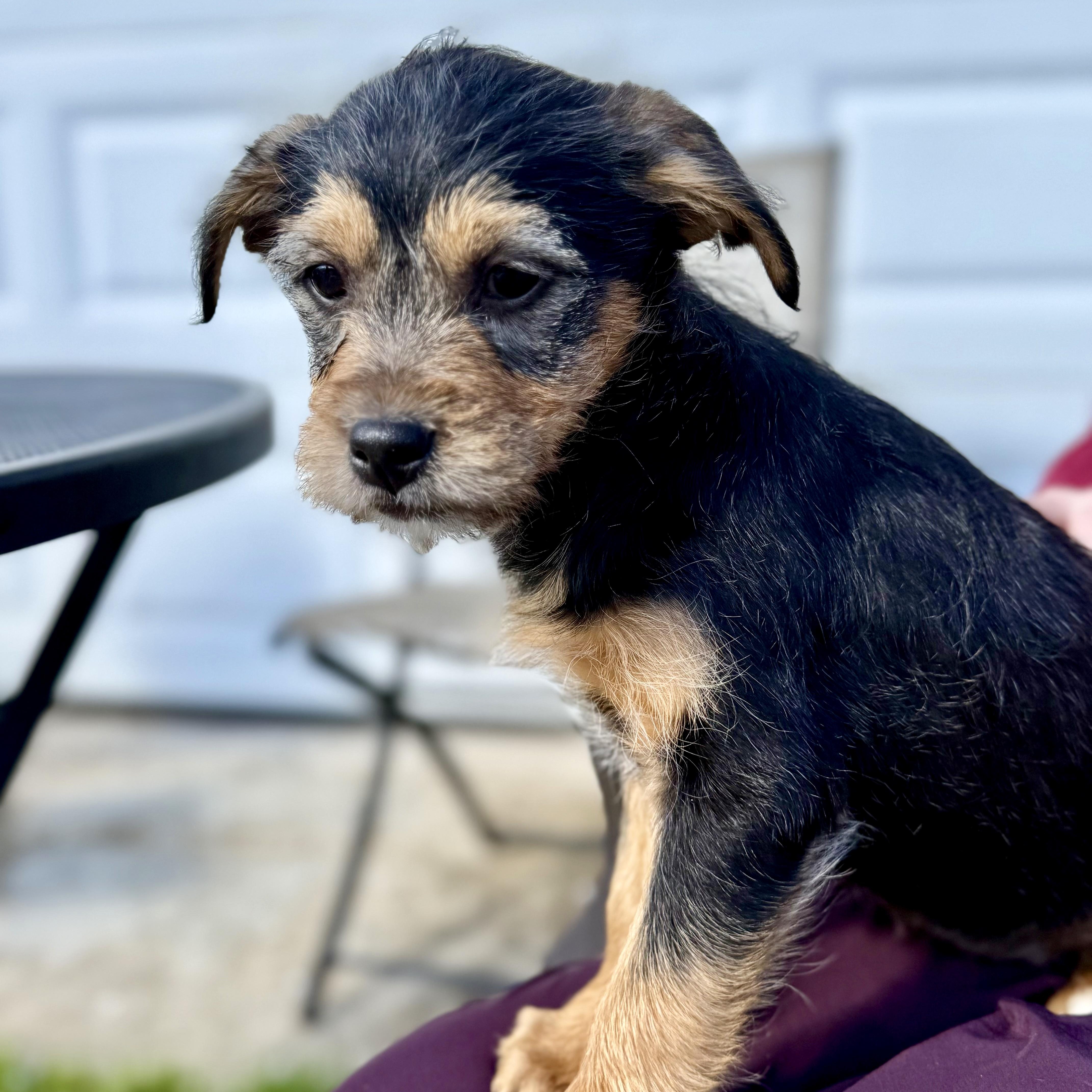 Enlarge Hershey, an adoptable mixed breed in modesto, CA image 2/5