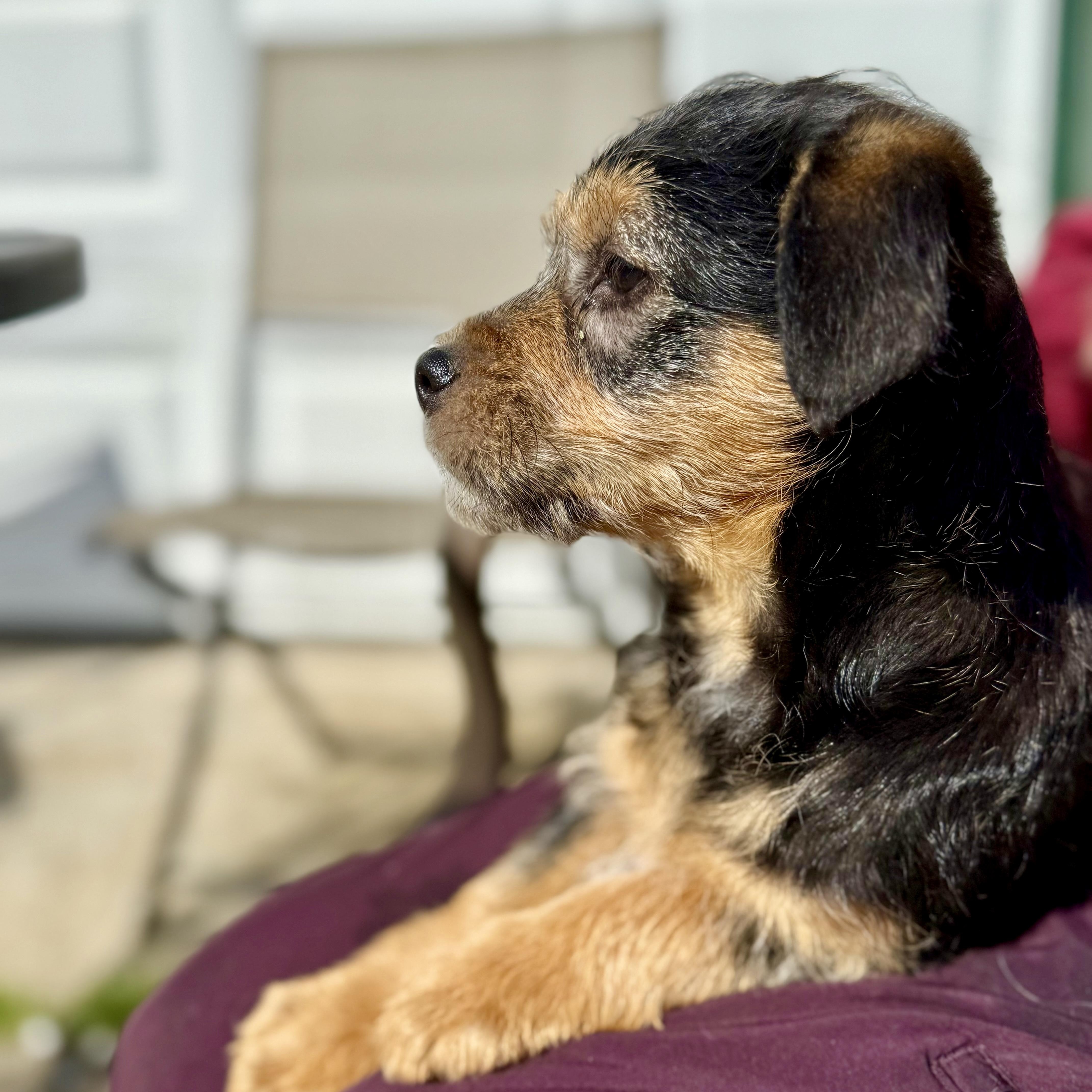 Enlarge Hershey, an adoptable mixed breed in modesto, CA image 4/5