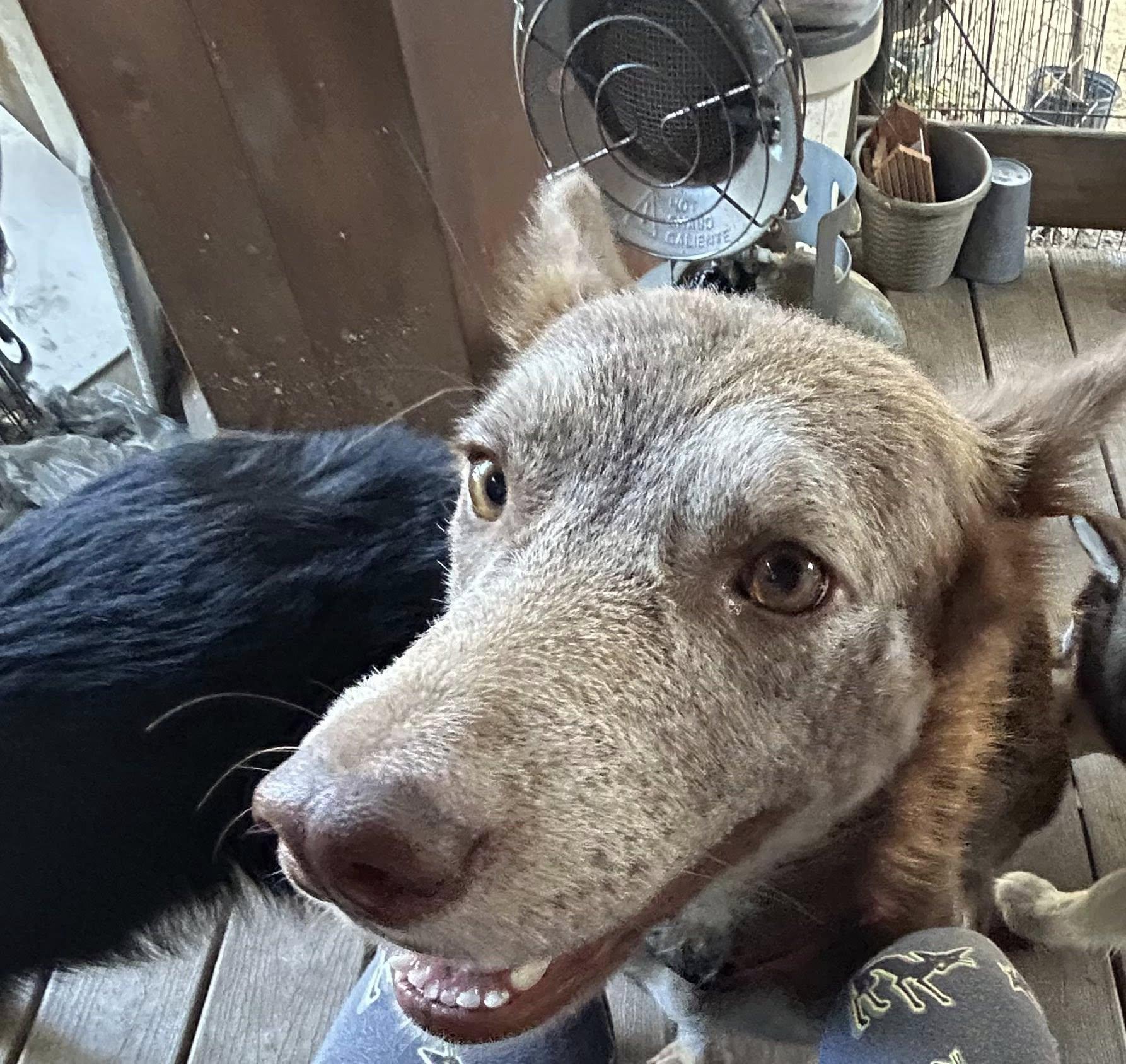 Izzy, Adoptable, Young Female Siberian Husky.