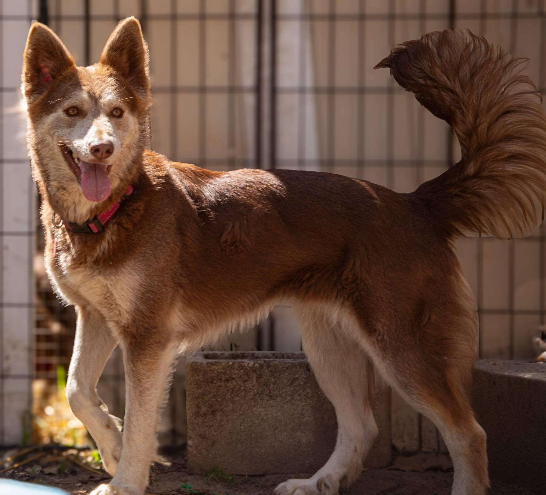 Izzy, Adoptable, Young Female Siberian Husky.