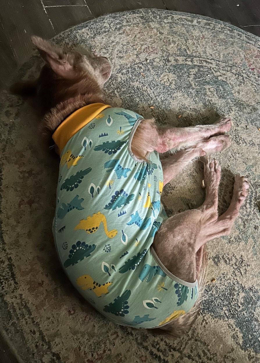 Enlarge Izzy, a Adoptable Siberian Husky in Lakeland, FL image 2/2