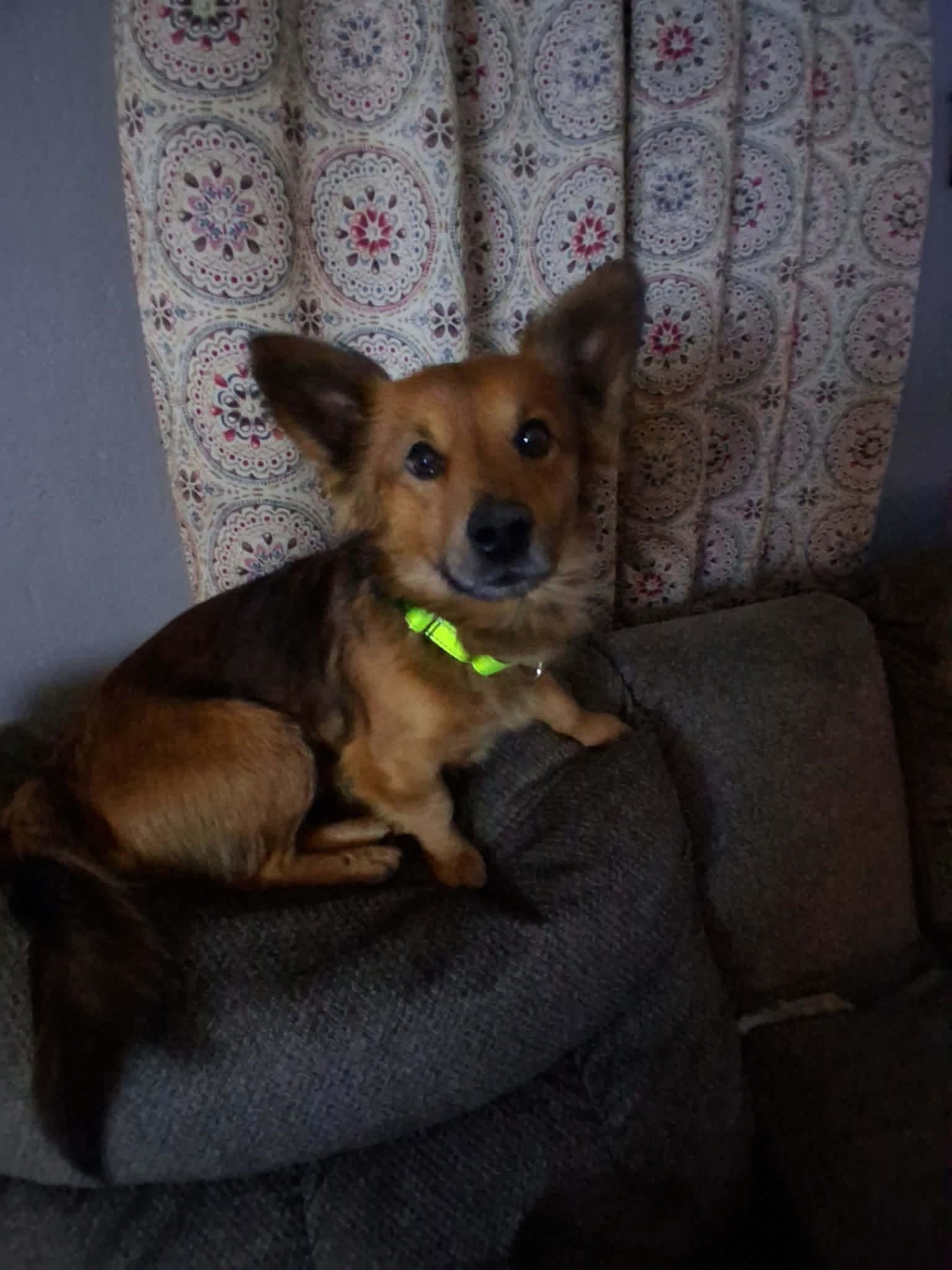 Enlarge Rusty, an adopted mixed breed in Dayton, OH image 1/1