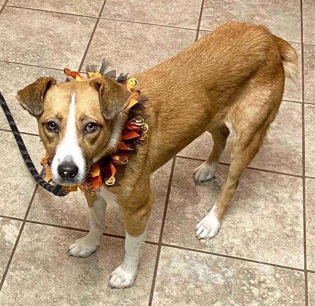 MAGGIE, Adoptable, Adult Female Terrier & Australian Cattle Dog / Blue Heeler.