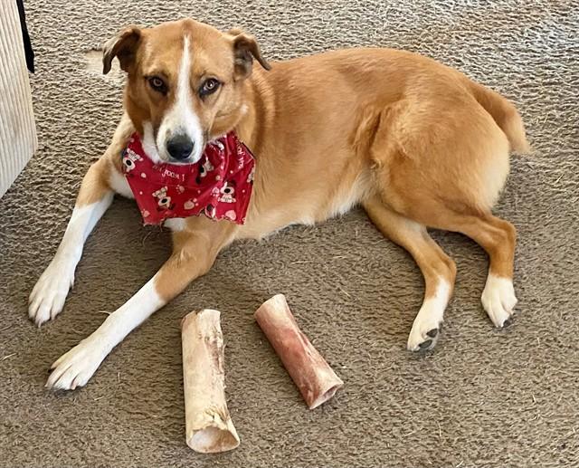 MAGGIE, Adoptable, Adult Female Terrier & Australian Cattle Dog / Blue Heeler.