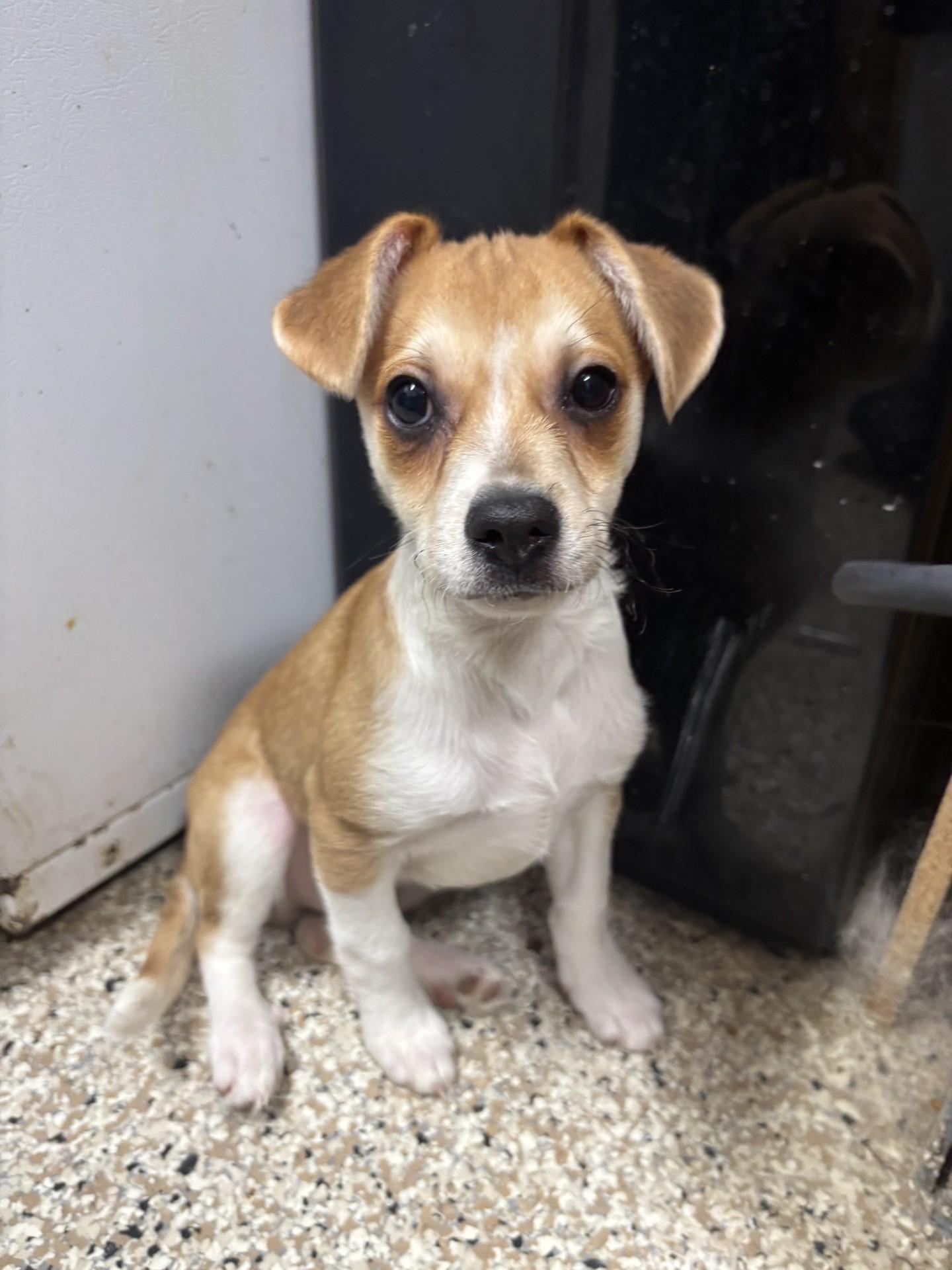 Eminem, ADOPTABLE, Young Male Chihuahua.