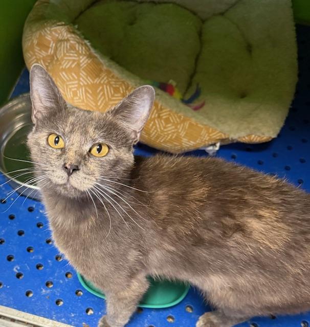 Mimi, an adoptable Domestic Short Hair in Sedalia, CO, 80135 | Photo Image 1