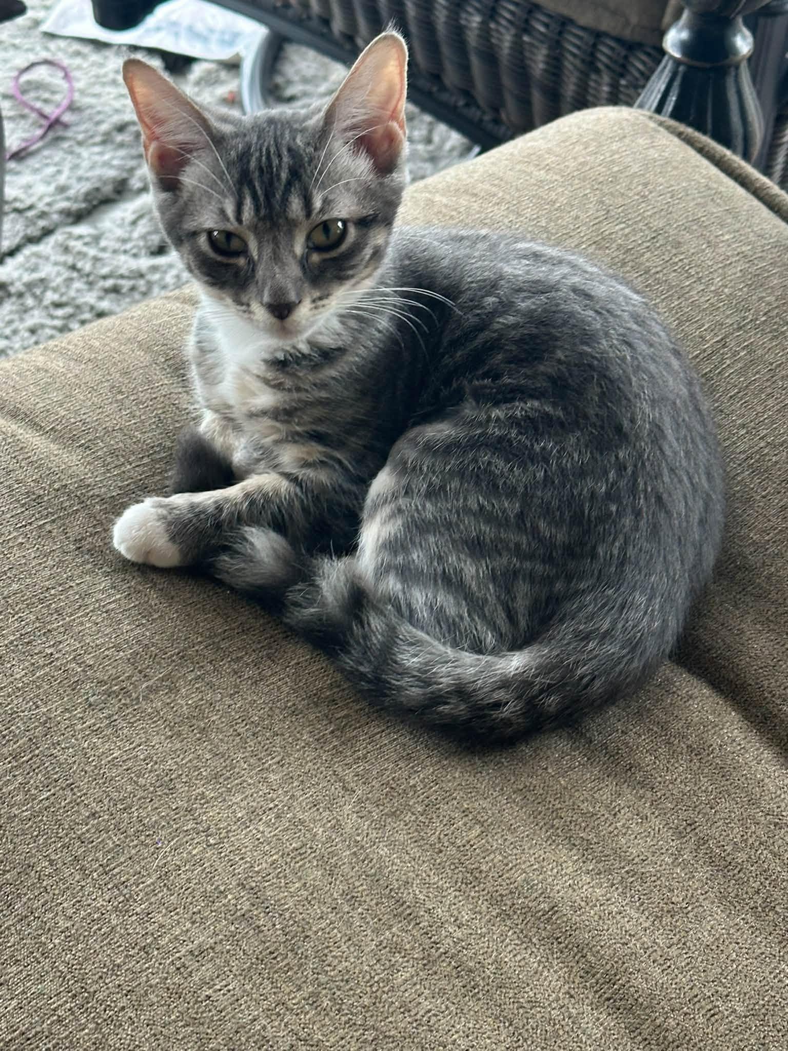 Enlarge Jacqueline, a Adoptable Domestic Short Hair in Wilmington, NC image 1/1