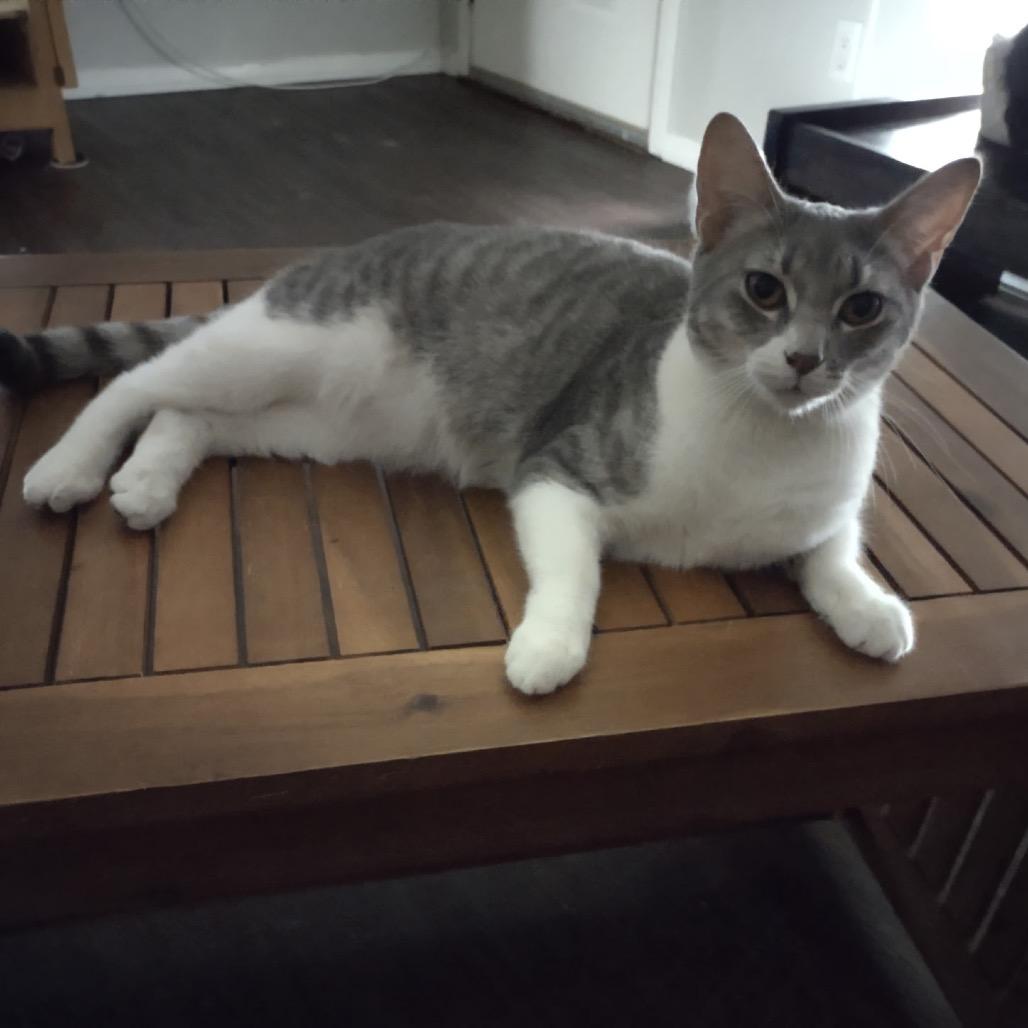 Enlarge Tia, a Adoptable American Shorthair in Garden Grove, CA image 1/6