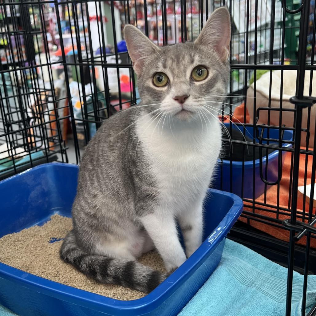 Enlarge Tia, a Adoptable American Shorthair in Garden Grove, CA image 2/6