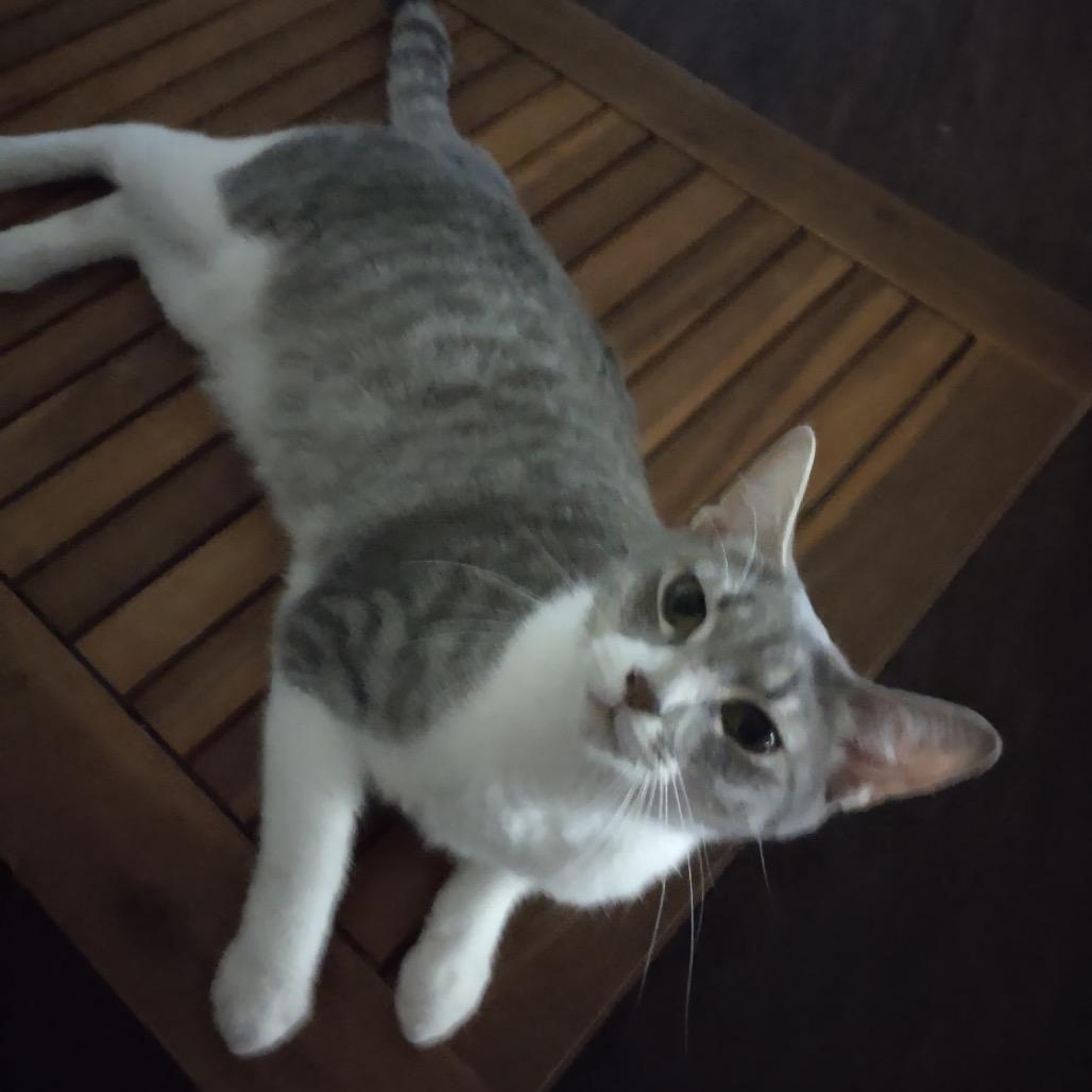 Enlarge Tia, a Adoptable American Shorthair in Garden Grove, CA image 3/6