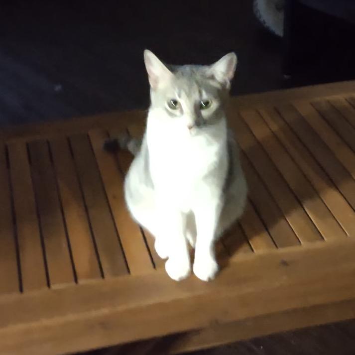 Enlarge Tia, a Adoptable American Shorthair in Garden Grove, CA image 4/6