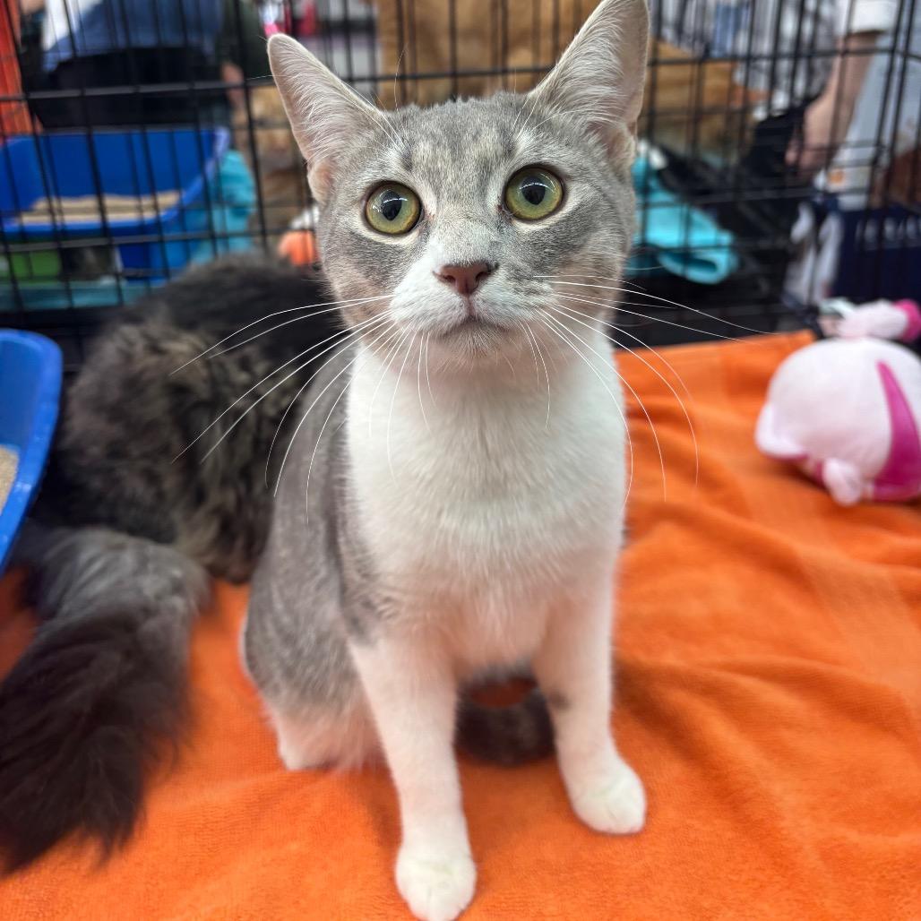 Enlarge Tia, a Adoptable American Shorthair in Garden Grove, CA image 5/6