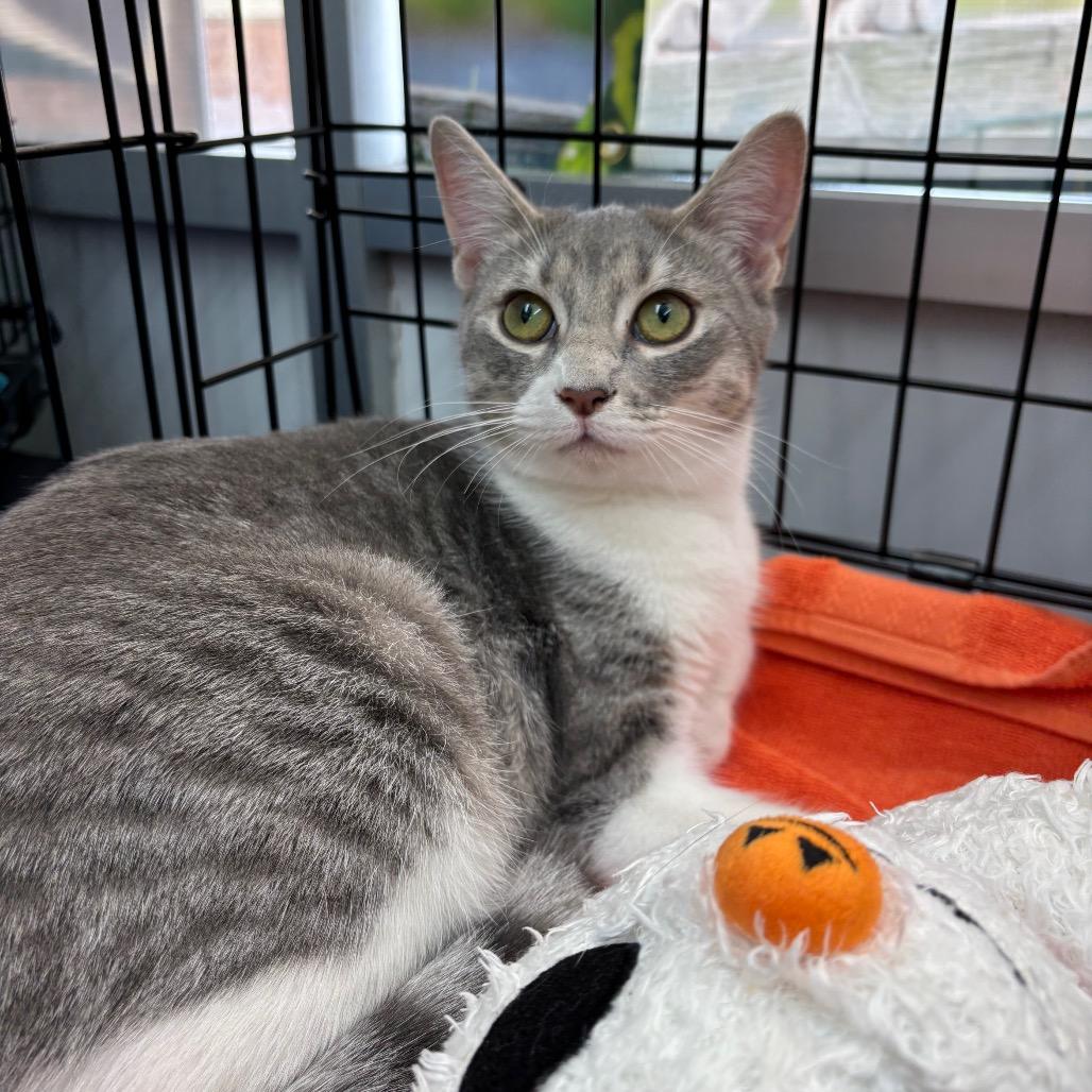 Enlarge Tia, a Adoptable American Shorthair in Garden Grove, CA image 6/6