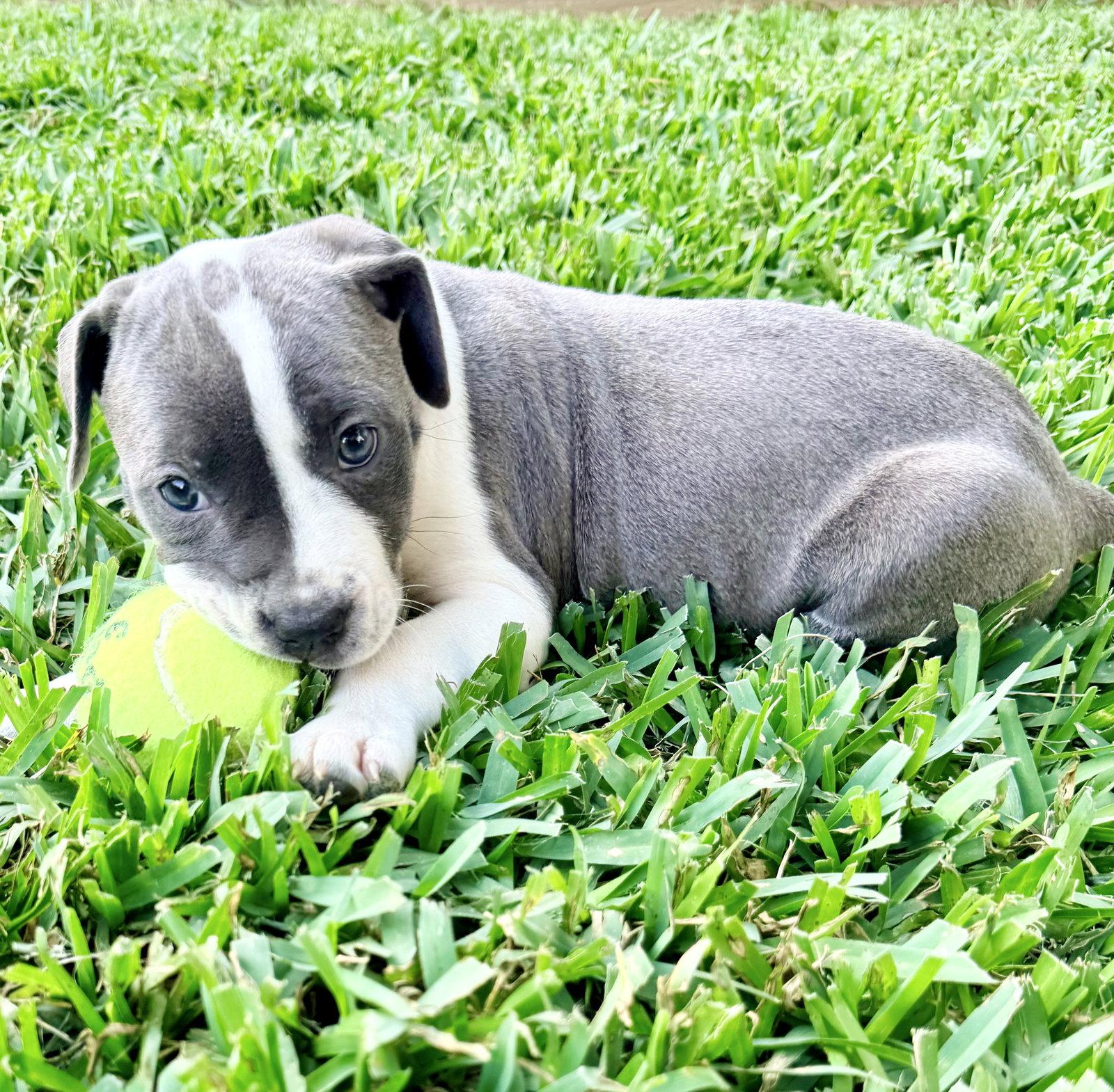 Enlarge Lexi, a Adoptable Labrador Retriever in The Woodlands, TX image 2/3
