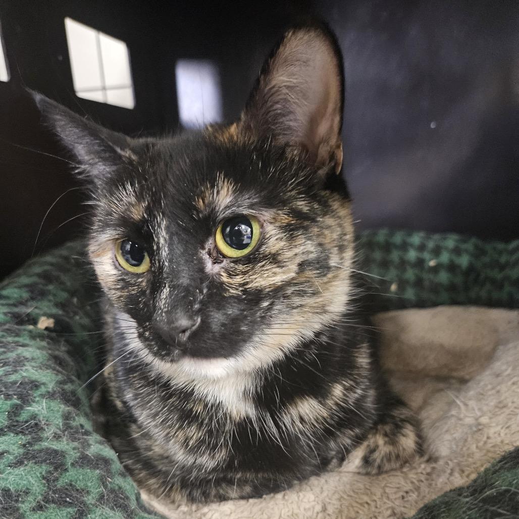 Enlarge Gizmo, a Adoptable Domestic Short Hair in Carroll, IA image 1/2