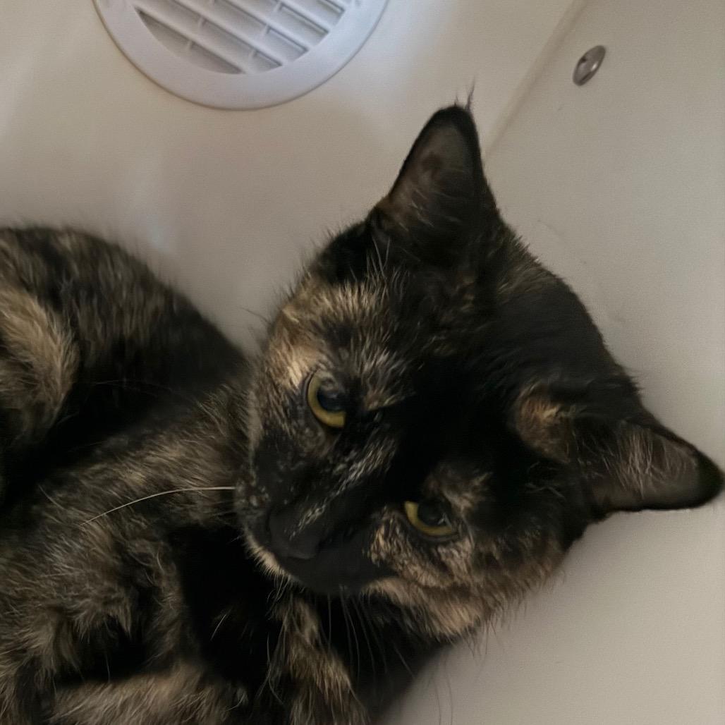 Gizmo, Adoptable, Adult Female Domestic Short Hair.