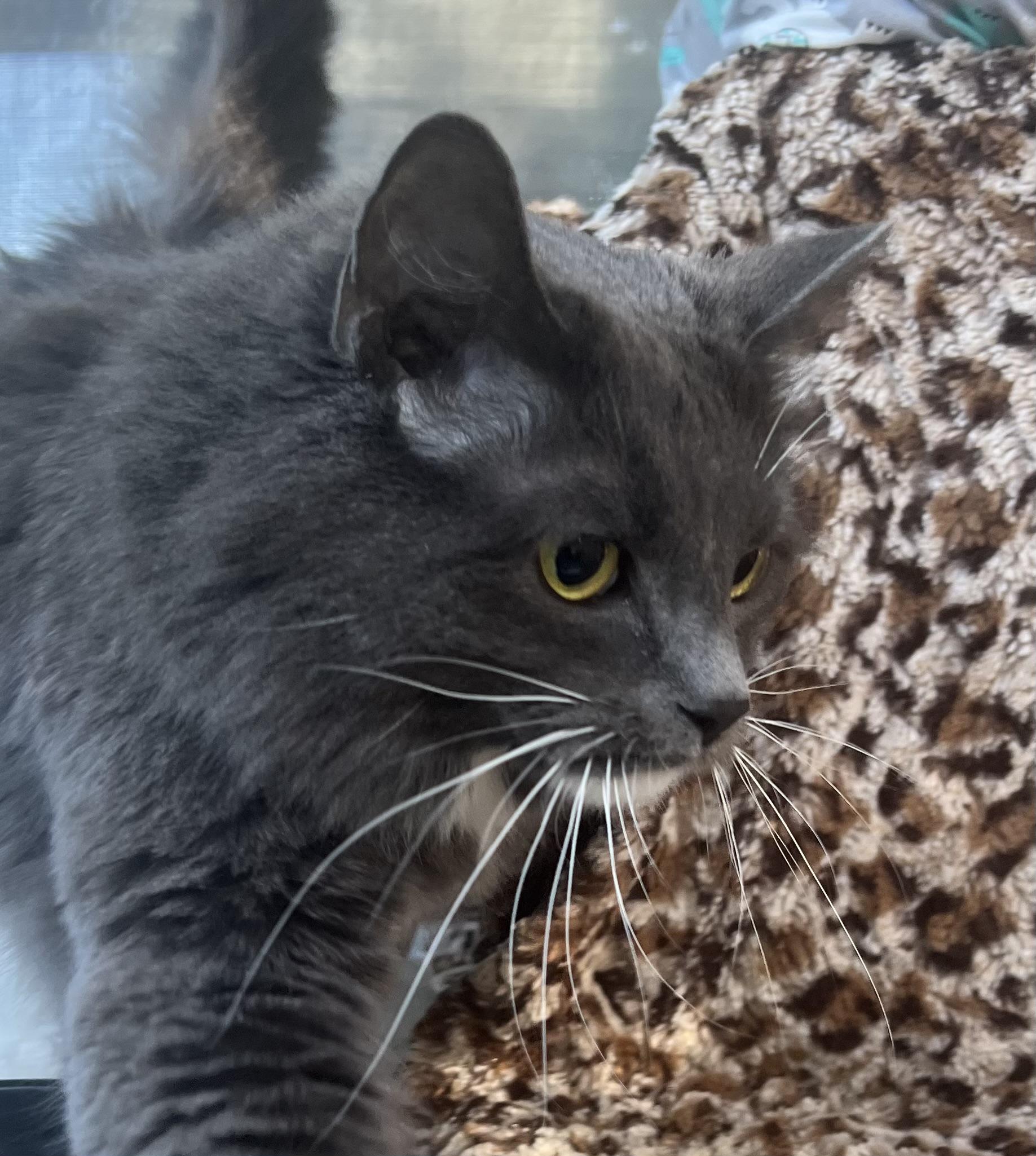 Cleo, an adoptable Domestic Short Hair in Butte, MT, 59701 | Photo Image 4
