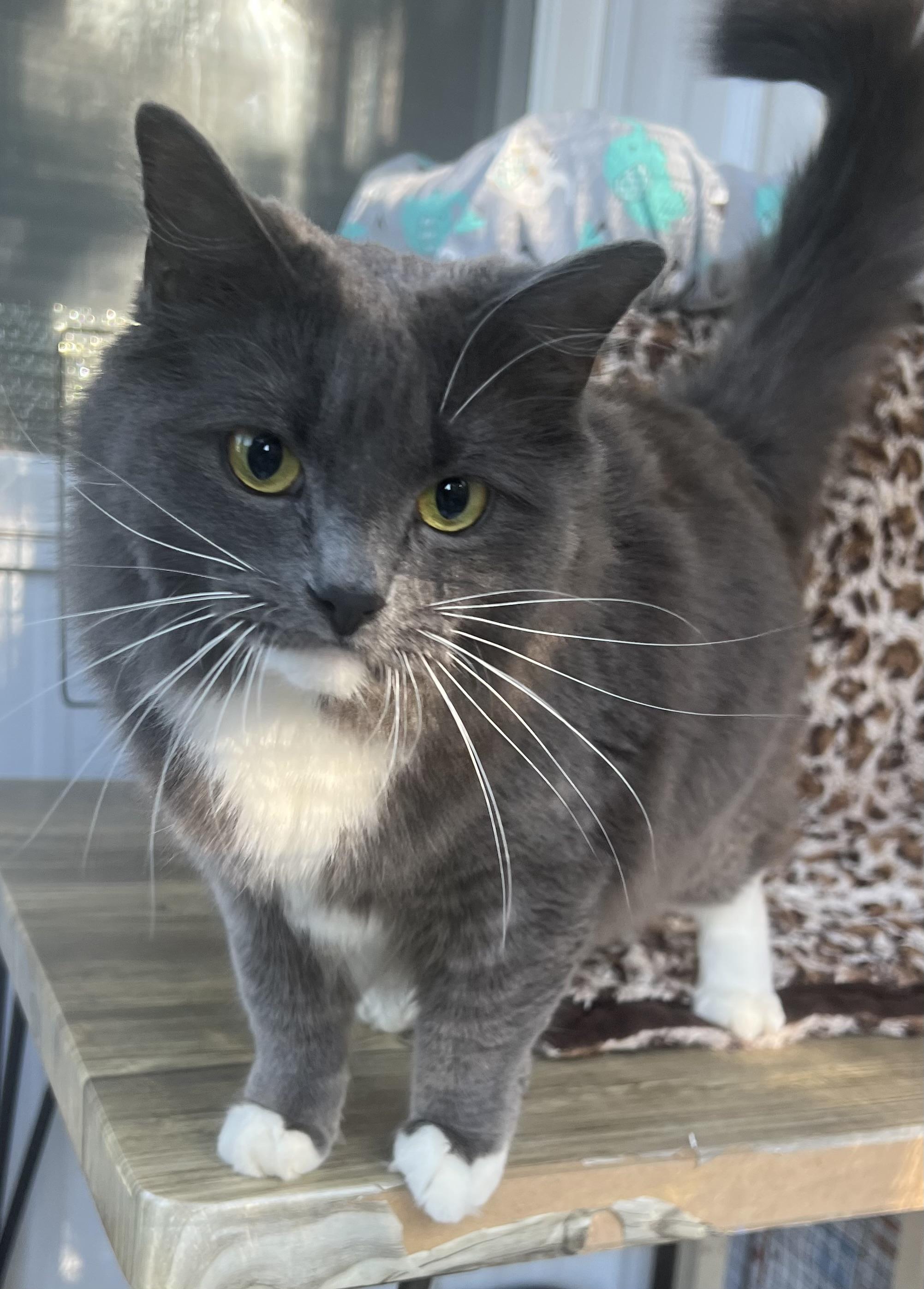 Cleo, an adoptable Domestic Short Hair in Butte, MT, 59701 | Photo Image 1