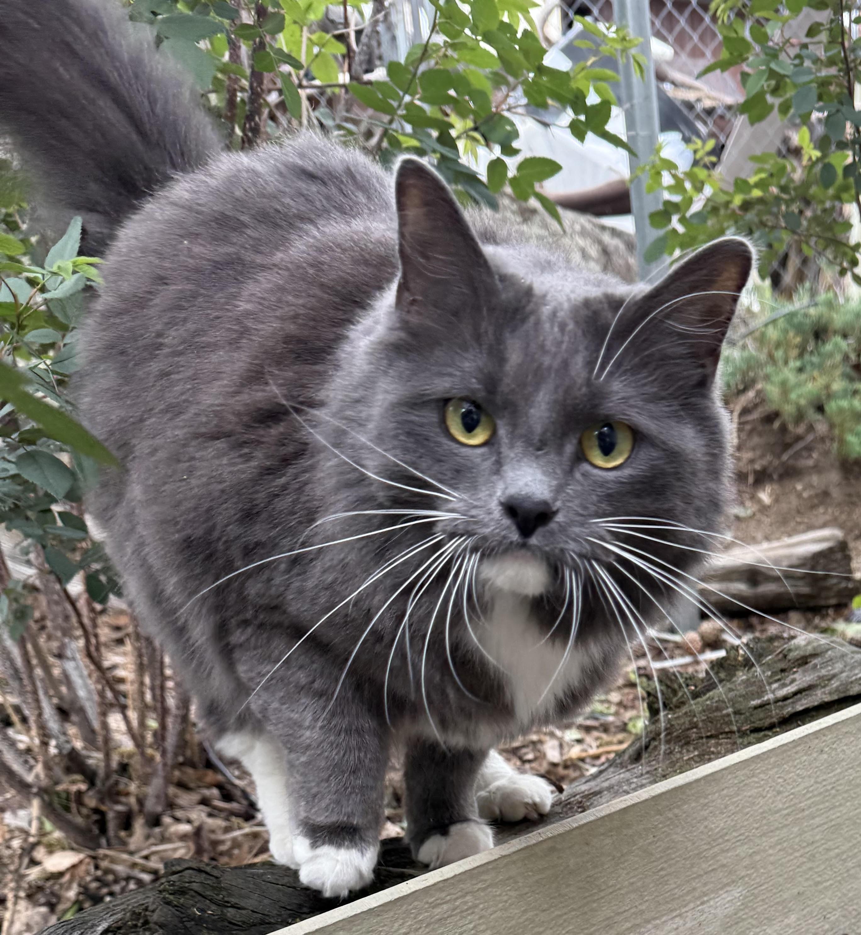 Cleo, an adoptable Domestic Short Hair in Butte, MT, 59701 | Photo Image 2