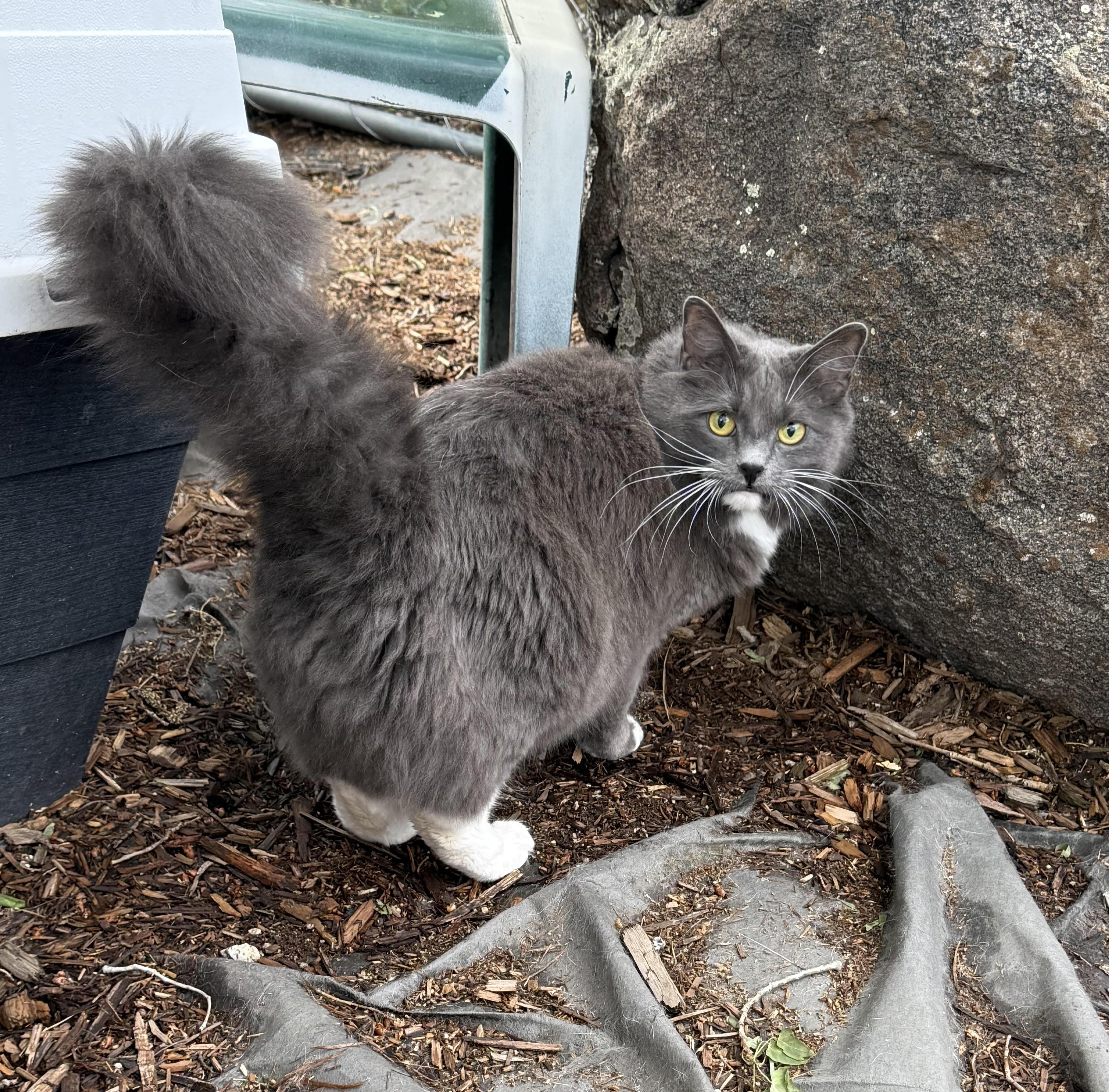 Cleo, an adoptable Domestic Short Hair in Butte, MT, 59701 | Photo Image 3