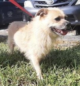 Danger for Maggie who is in a shelter, ADOPTABLE, Adult Female Terrier.