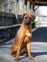 Missy, Adoptable, Young Female Mixed Breed.