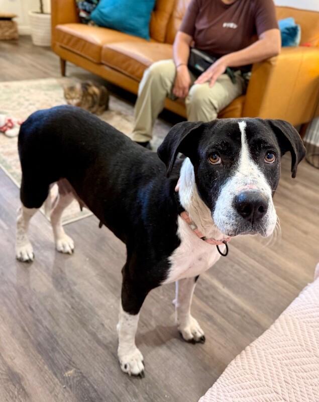 Valentina Lovie Made of Sugar and Smooches — thumbnail 2