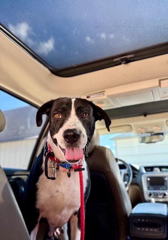 Valentina Lovie Made of Sugar and Smooches — thumbnail 3