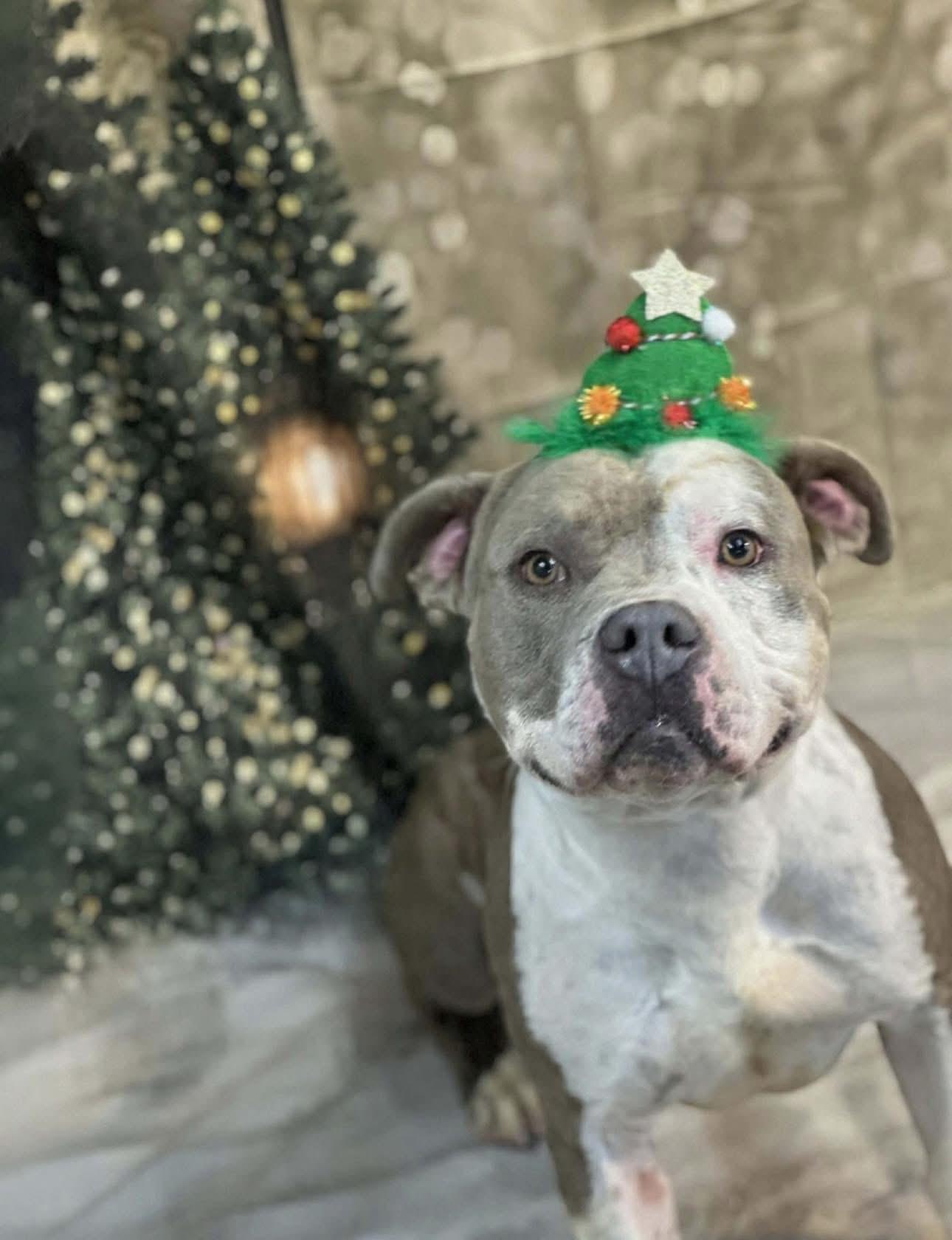 Kilo, ADOPTABLE, Adult Male Pit Bull Terrier.