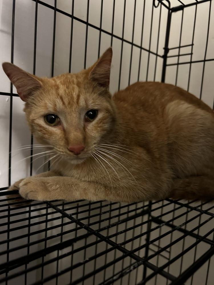 Enlarge Bazil, a Adoptable American Shorthair in Wellington, FL image 1/2