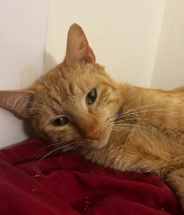 Enlarge Bazil, a Adoptable American Shorthair in Wellington, FL image 2/2