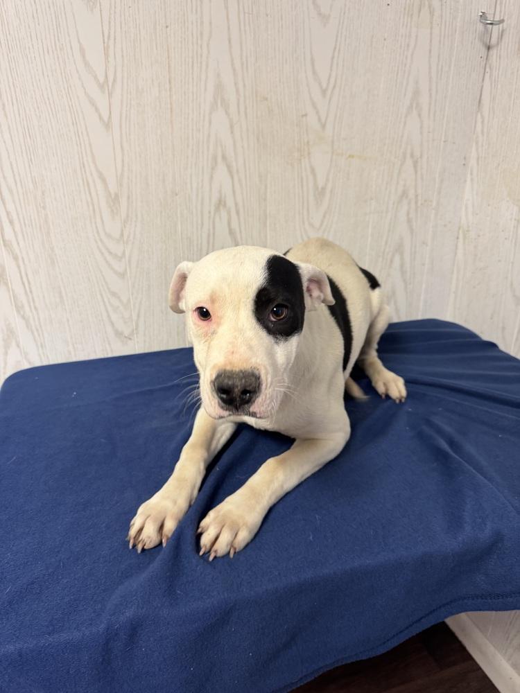Enlarge MAY, a Adoptable mixed breed in Opelousas, LA image 3/3