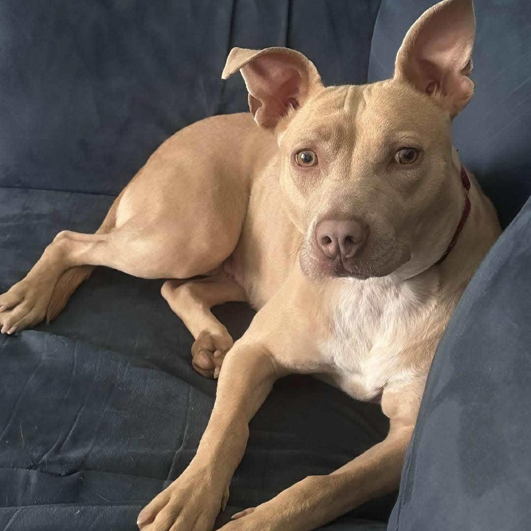 Effie, a Adoptable Mixed Breed in Southaven , MS image 1/6