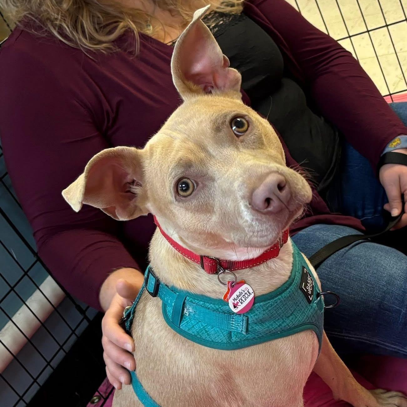 Effie, a Adoptable Mixed Breed in Southaven , MS image 5/6