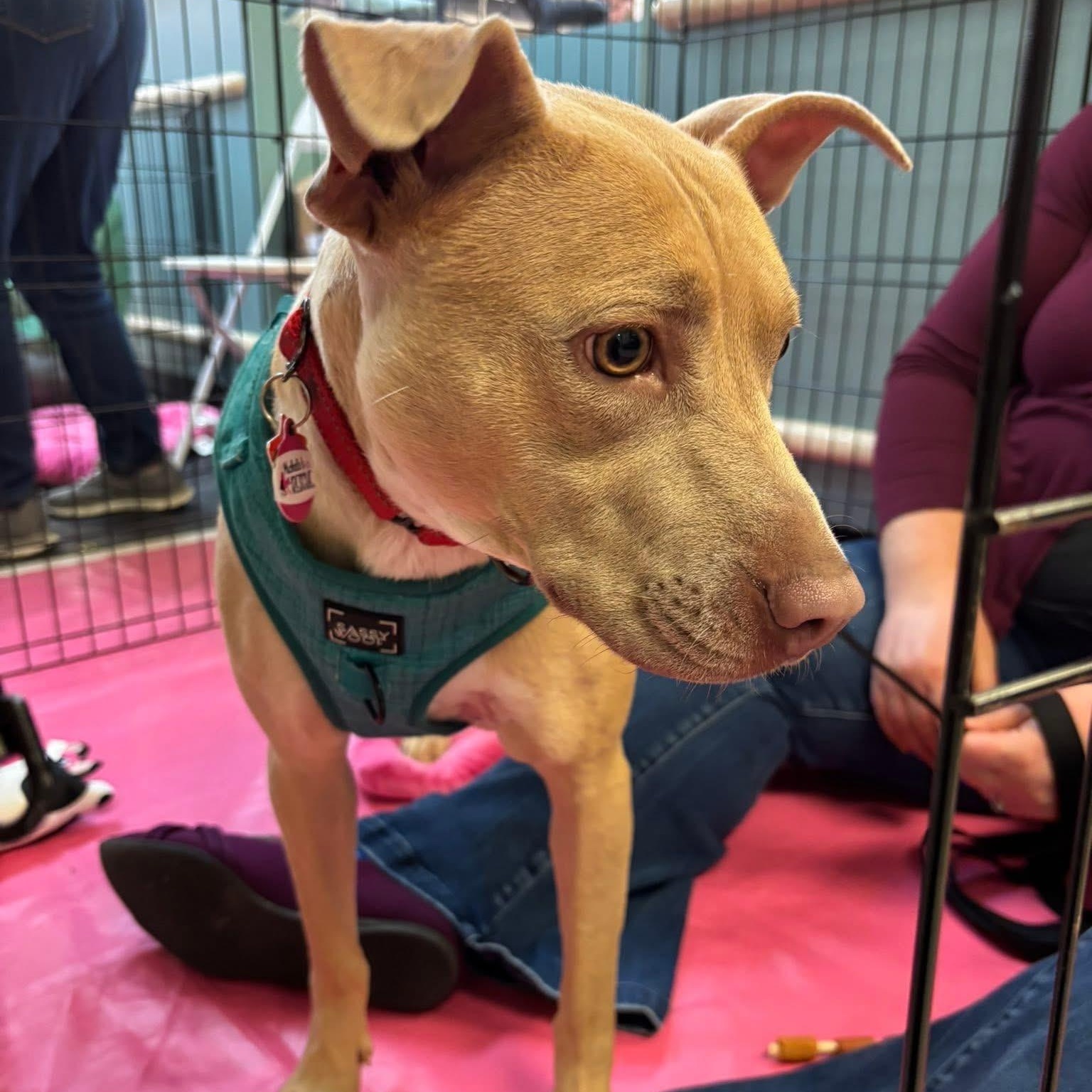 Effie, a Adoptable Mixed Breed in Southaven , MS image 6/6