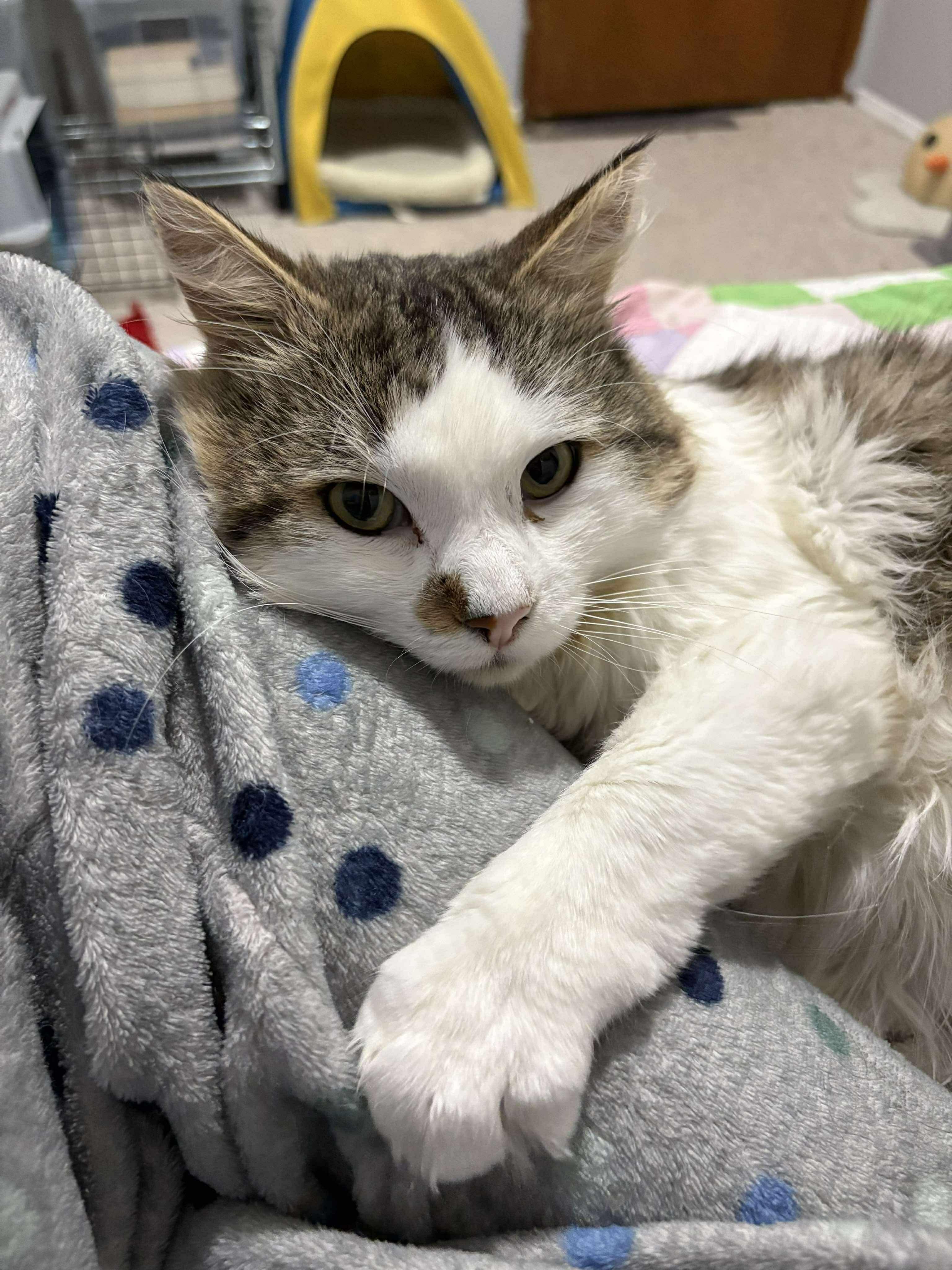 Enlarge Derwood, a Adoptable Domestic Medium Hair in Winnipeg, MB image 2/5