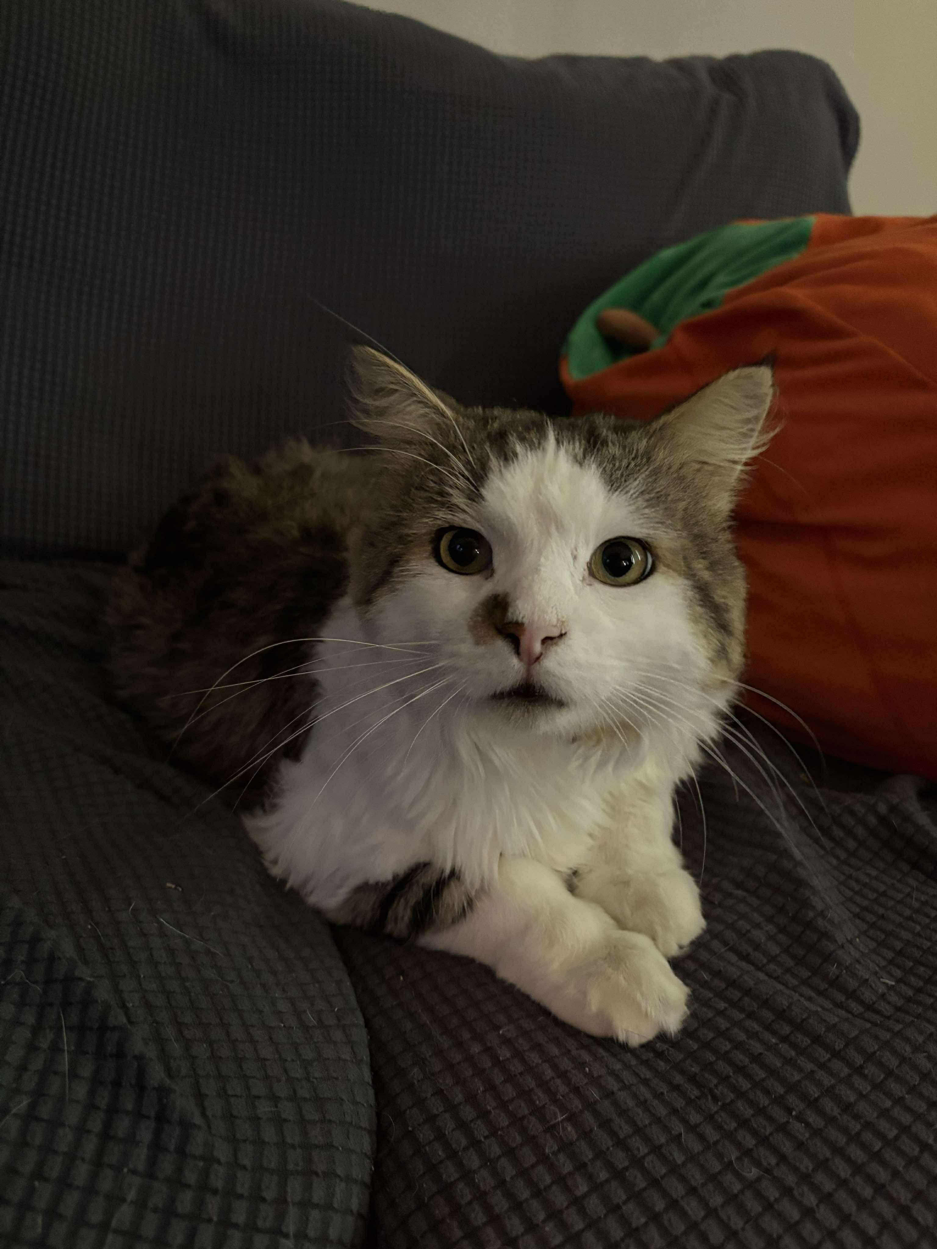Enlarge Derwood, a Adoptable Domestic Medium Hair in Winnipeg, MB image 3/5
