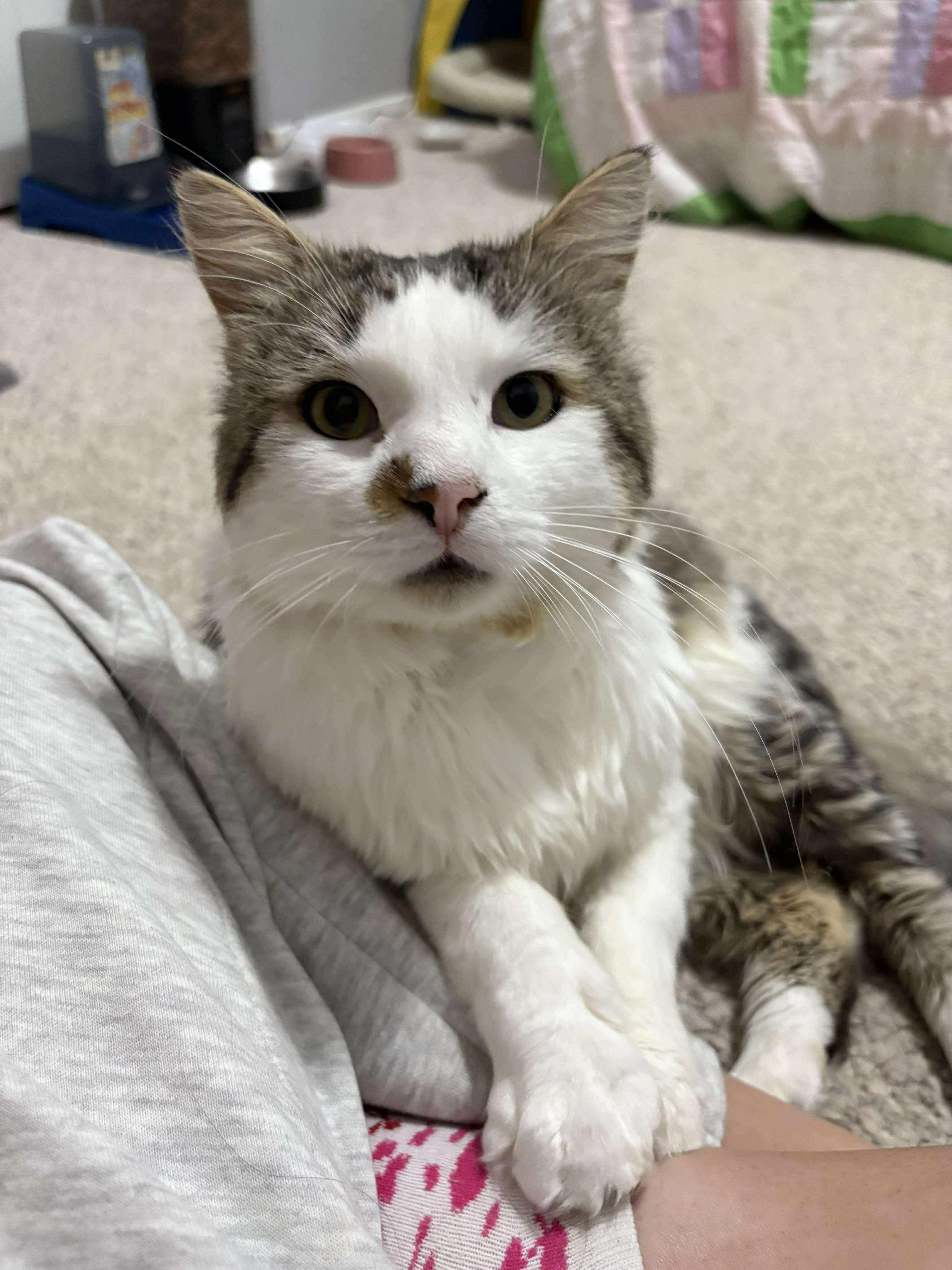 Derwood, Adoptable, Adult Male Domestic Medium Hair.