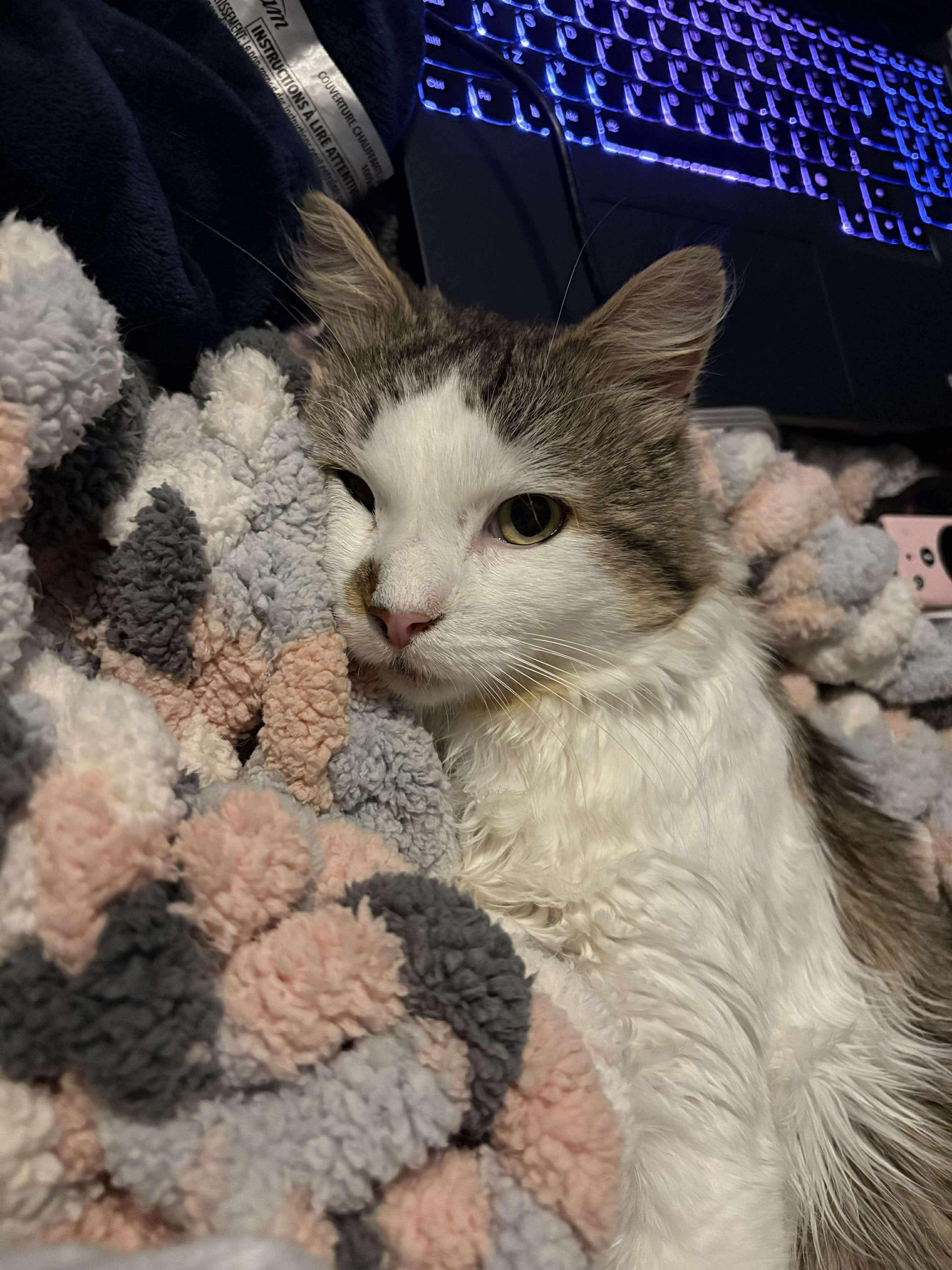 Enlarge Derwood, a Adoptable Domestic Medium Hair in Winnipeg, MB image 4/5