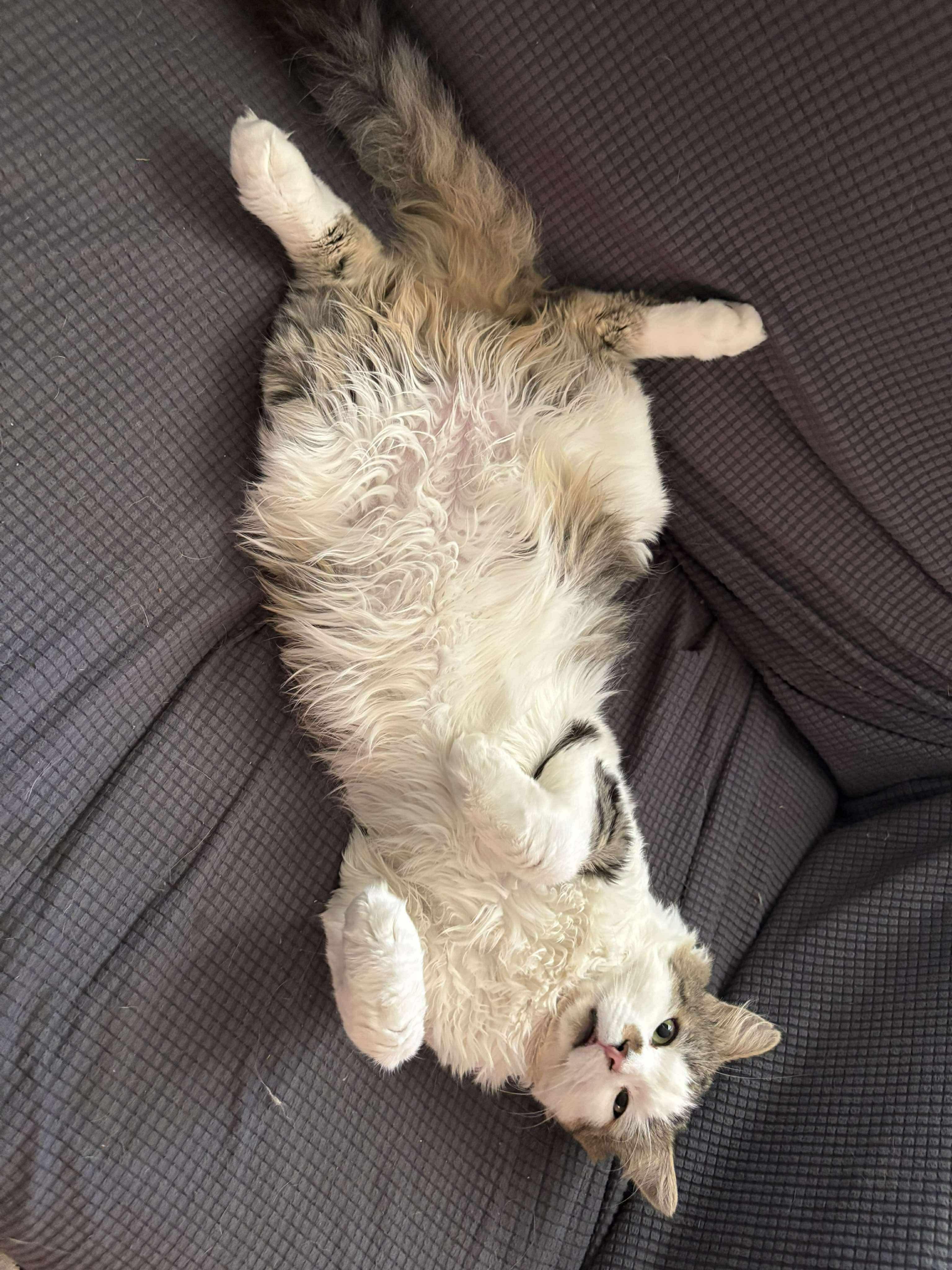 Enlarge Derwood, a Adoptable Domestic Medium Hair in Winnipeg, MB image 5/5