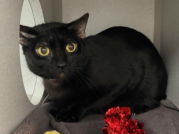 Pee Wee — thumbnail 2