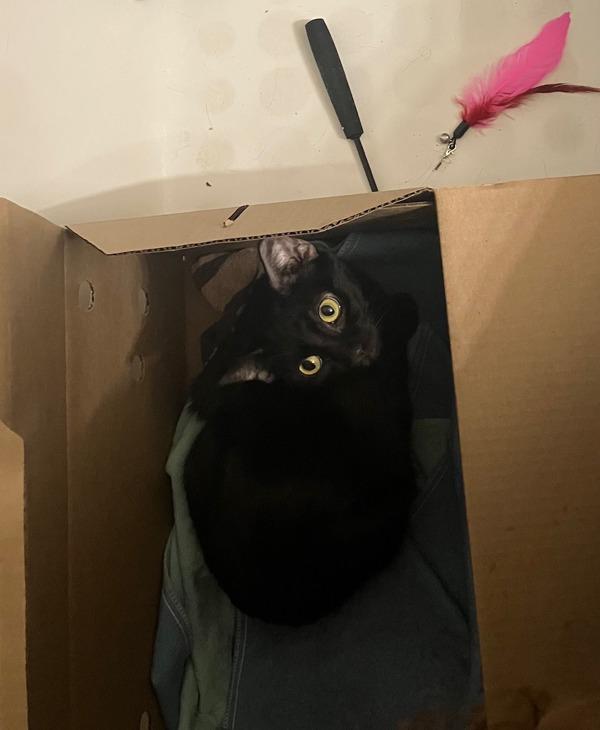 Pee Wee — thumbnail 3