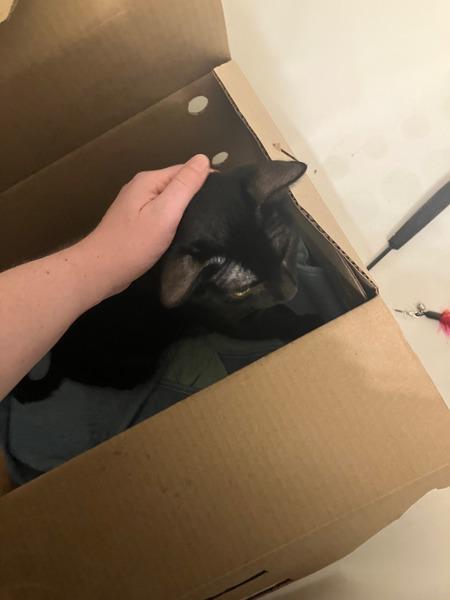 Pee Wee — thumbnail 4