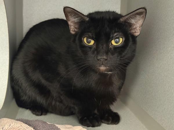 Pee Wee — thumbnail 5