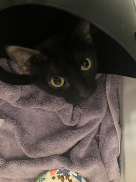 Pee Wee — thumbnail 6