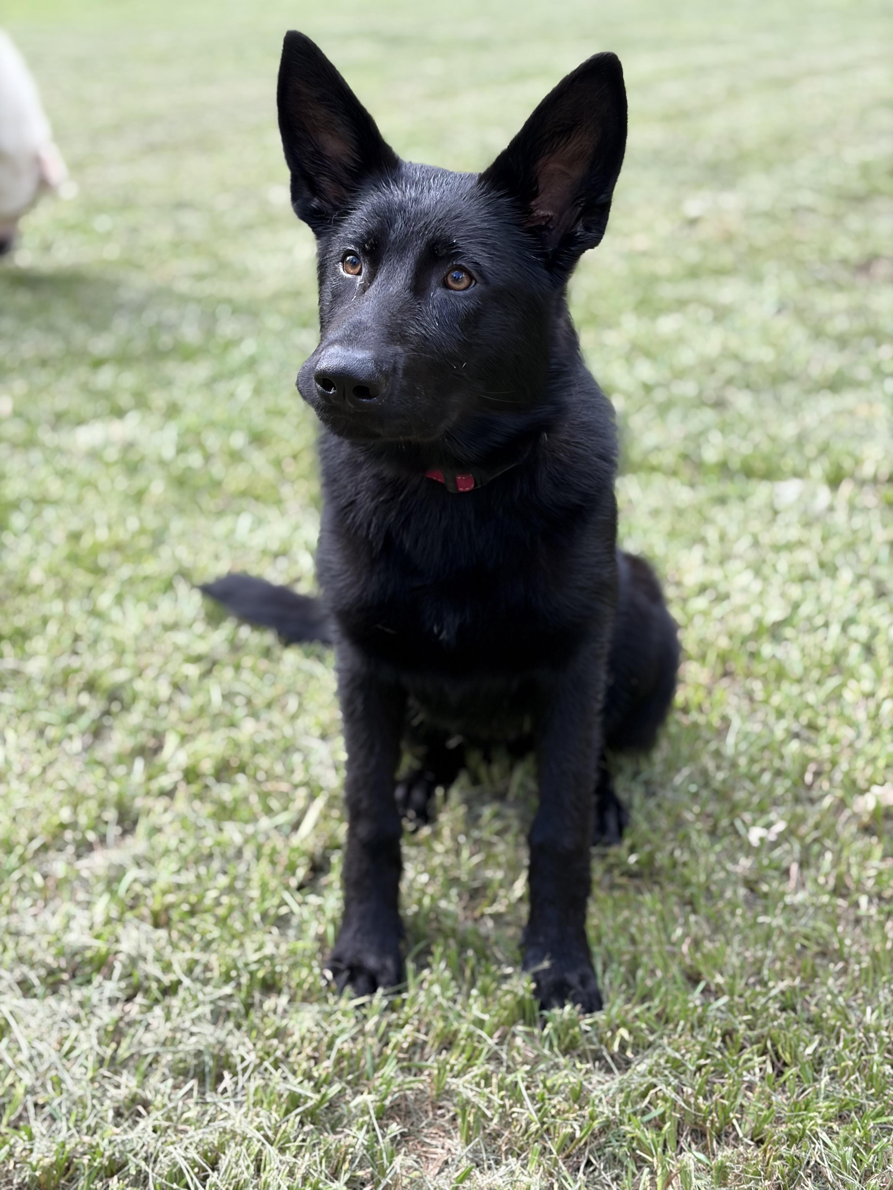 Georgia, Adoptable, Puppy Female German Shepherd Dog.