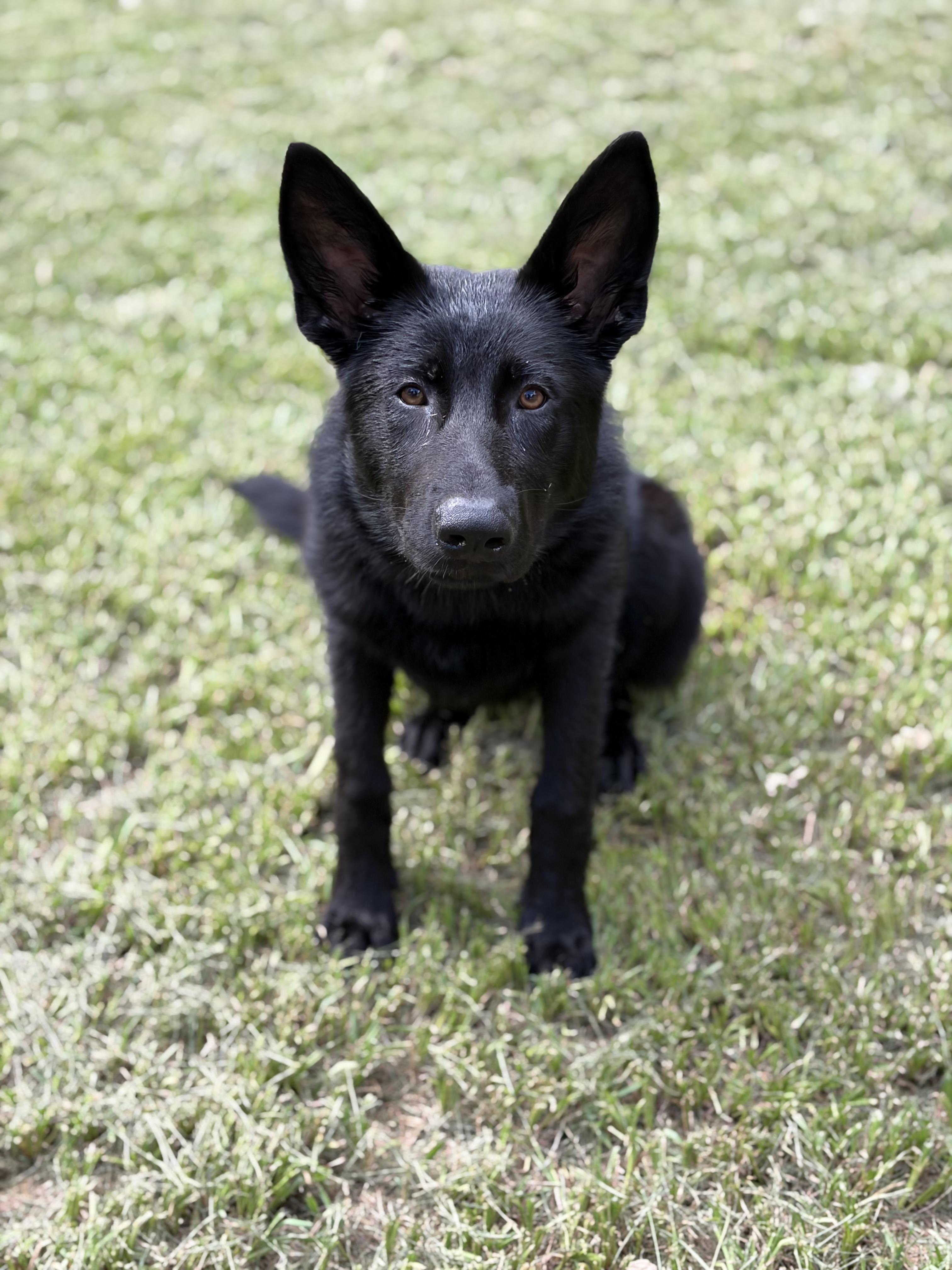 Enlarge Georgia, a Adoptable German Shepherd Dog in Covington, LA image 4/4