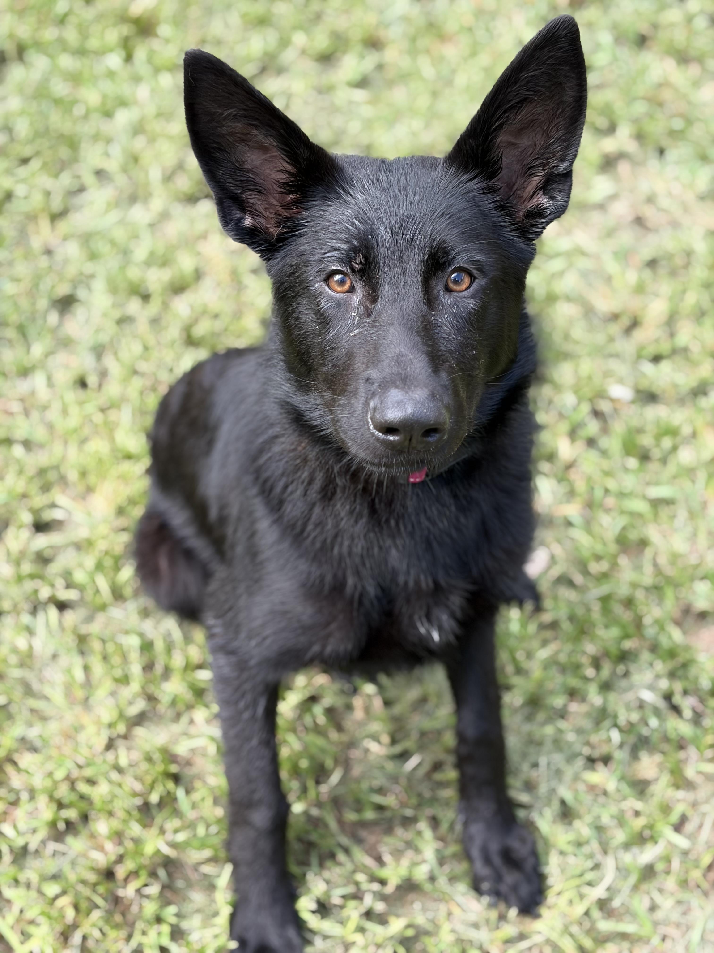Enlarge Georgia, a Adoptable German Shepherd Dog in Covington, LA image 2/4