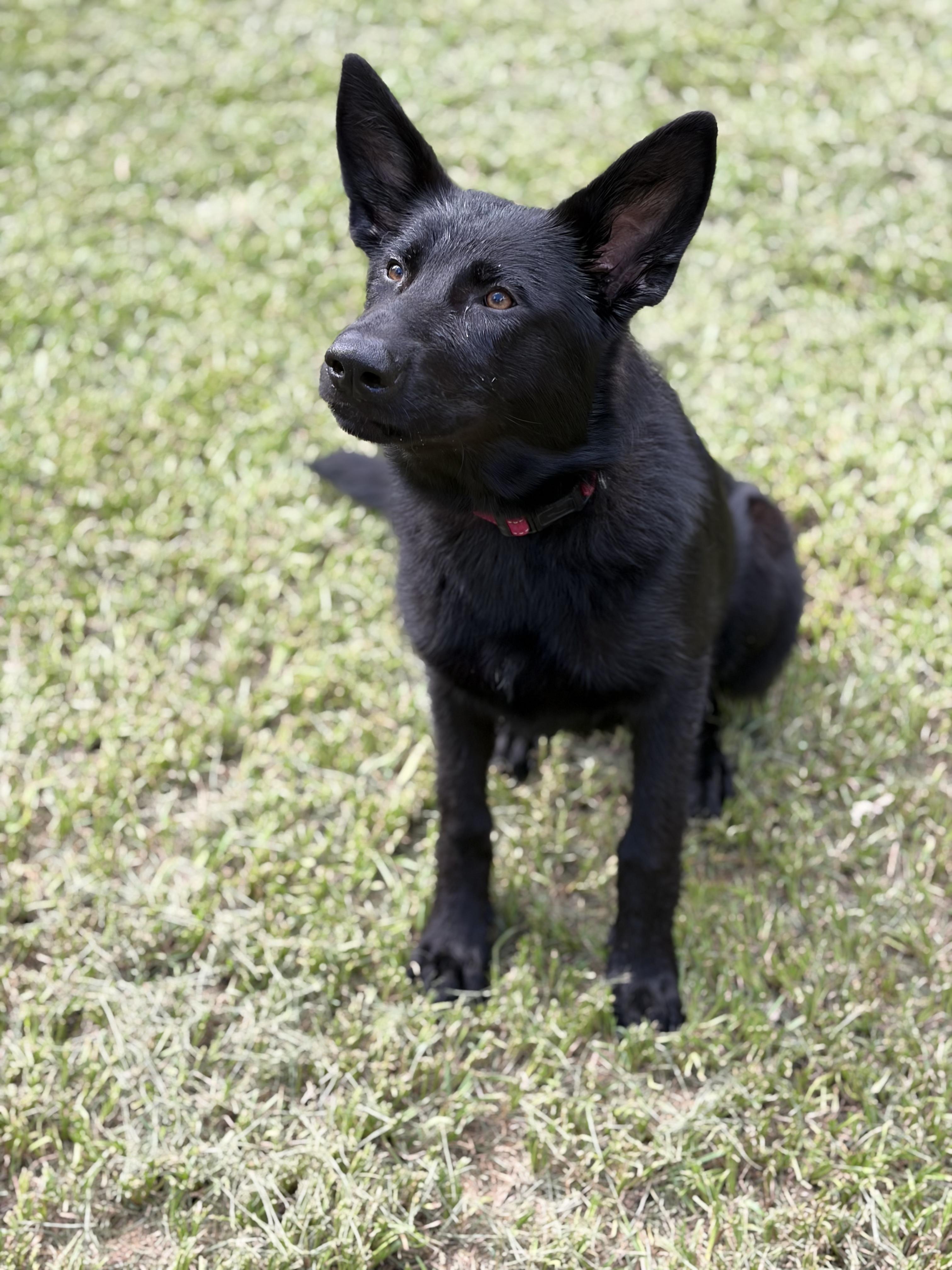 Enlarge Georgia, a Adoptable German Shepherd Dog in Covington, LA image 3/4